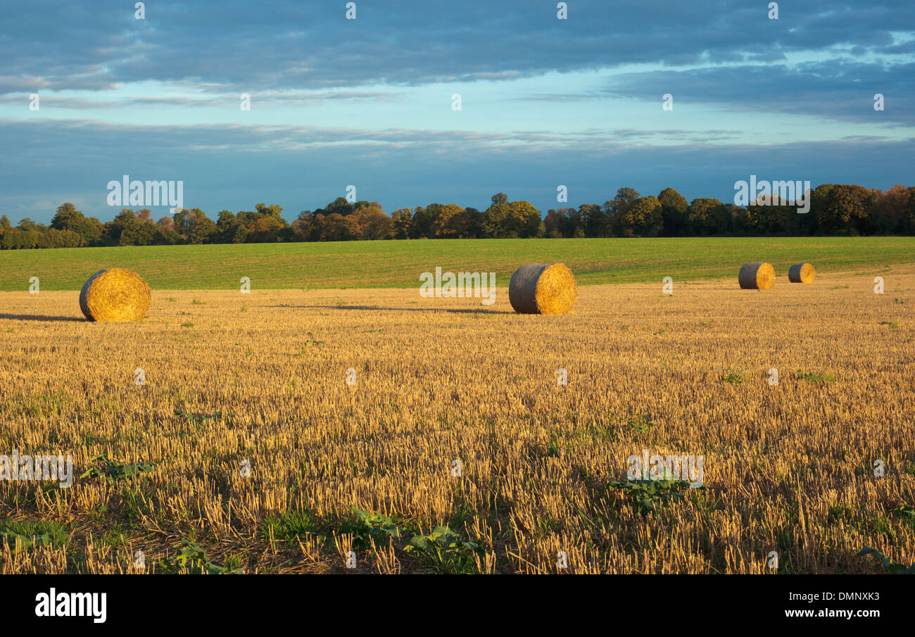 Le balle di fieno in un Chiltern Hills campo nella bassa impostazione invernale sun Foto Stock