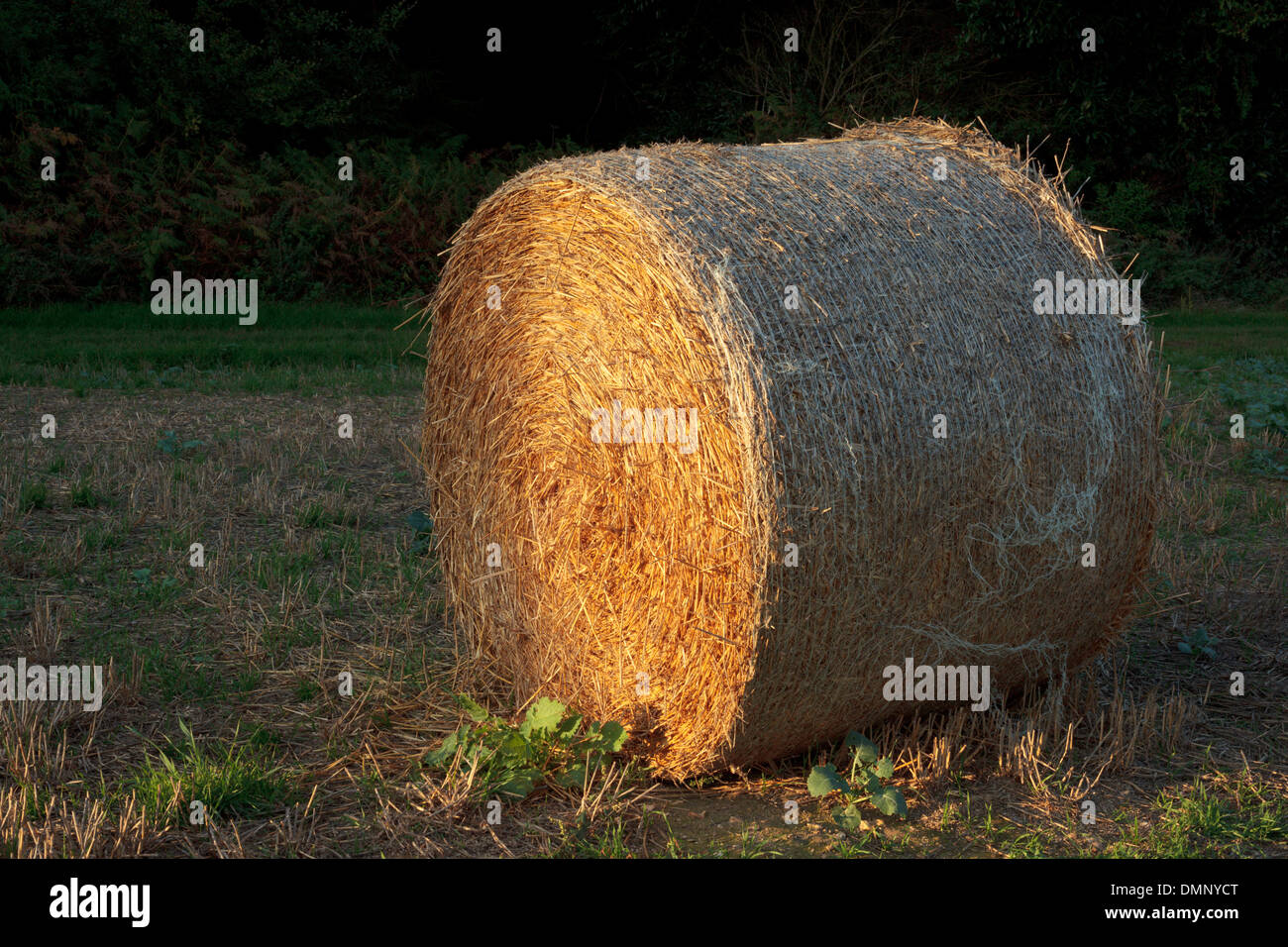 Le balle di fieno in un Chiltern Hills campo nella bassa impostazione invernale sun Foto Stock