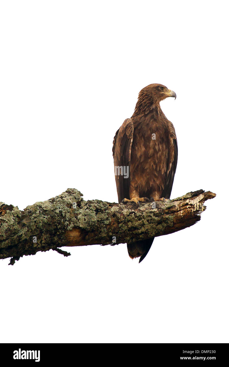 Un serpente marrone Eagle (Circaetus cinereus) appollaiato su un ramo isolato su sfondo bianco Foto Stock