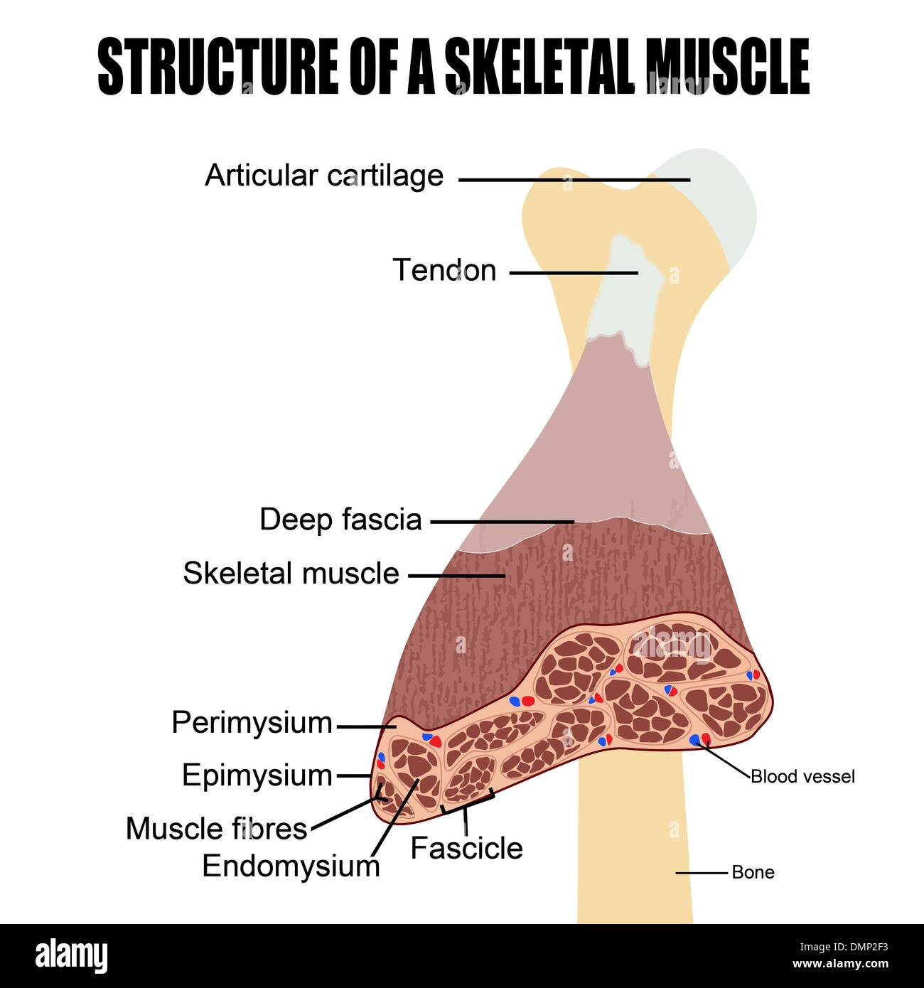 Struttura di un muscolo scheletrico Illustrazione Vettoriale