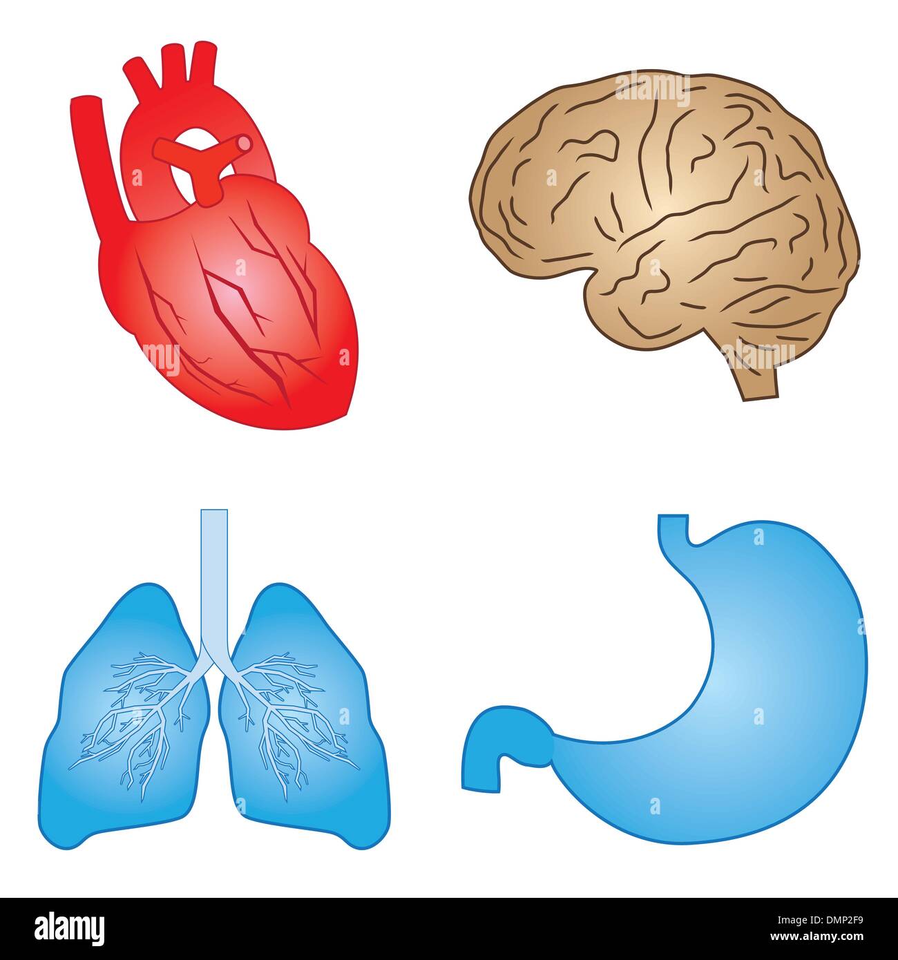 Organi umani. Illustrazione Vettoriale