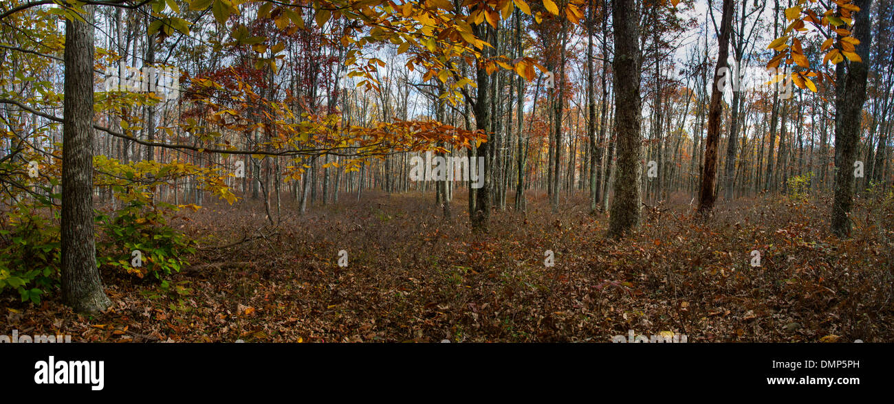 Alberi in foresta con foglie di autunno Foto Stock