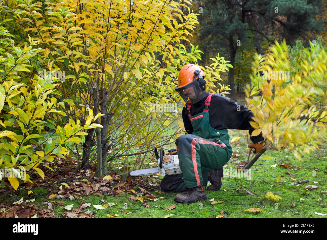 Forester controllo invasiva nero selvatico ciliegio (Prunus serotina) con sega a catena nella foresta di riserva Foto Stock