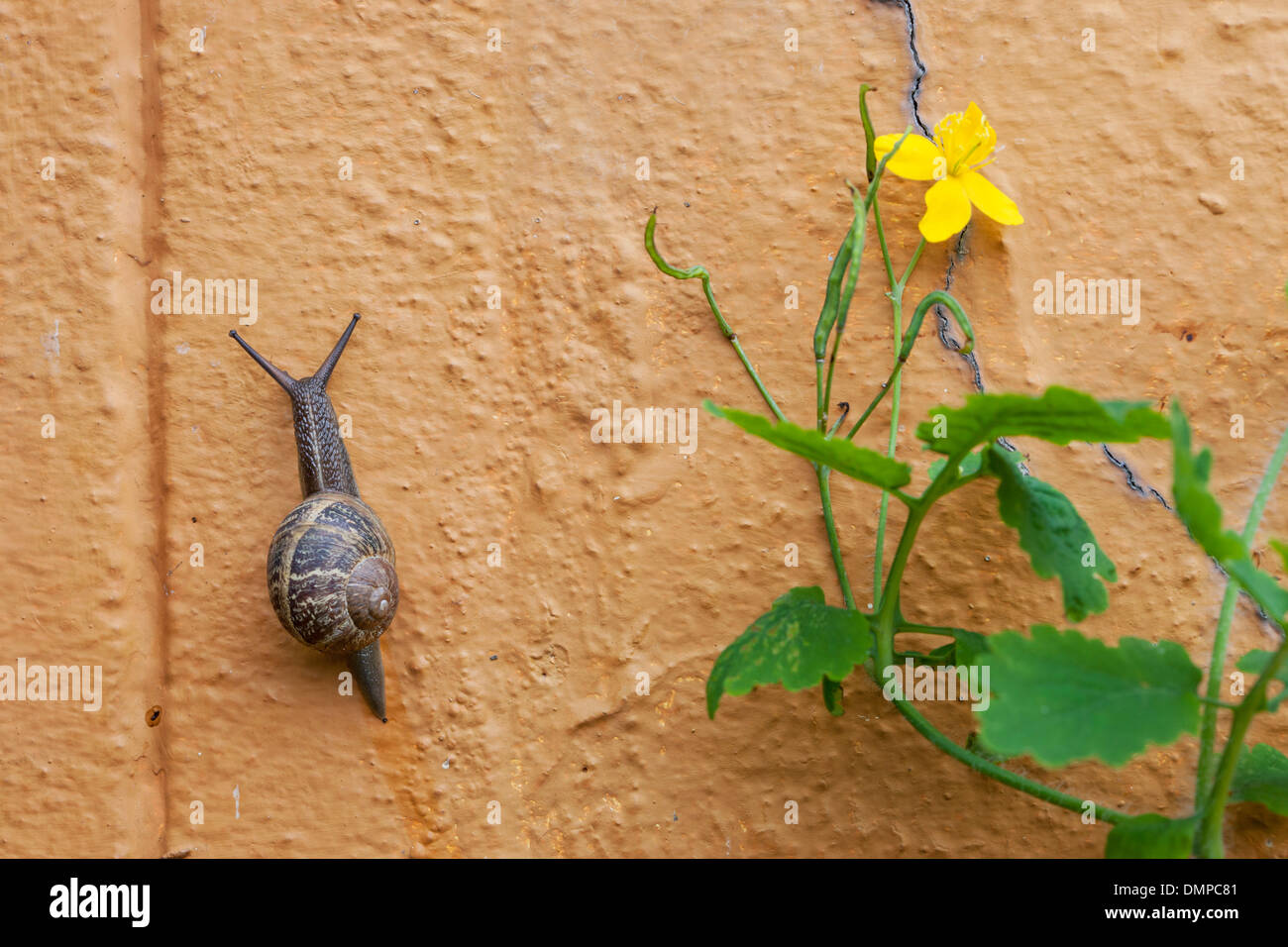 Giardino in comune lumaca (Helix Aspersa / Cornu aspersum / Cryptomphalus aspersus), giardino parassiti parete di arrampicata Foto Stock