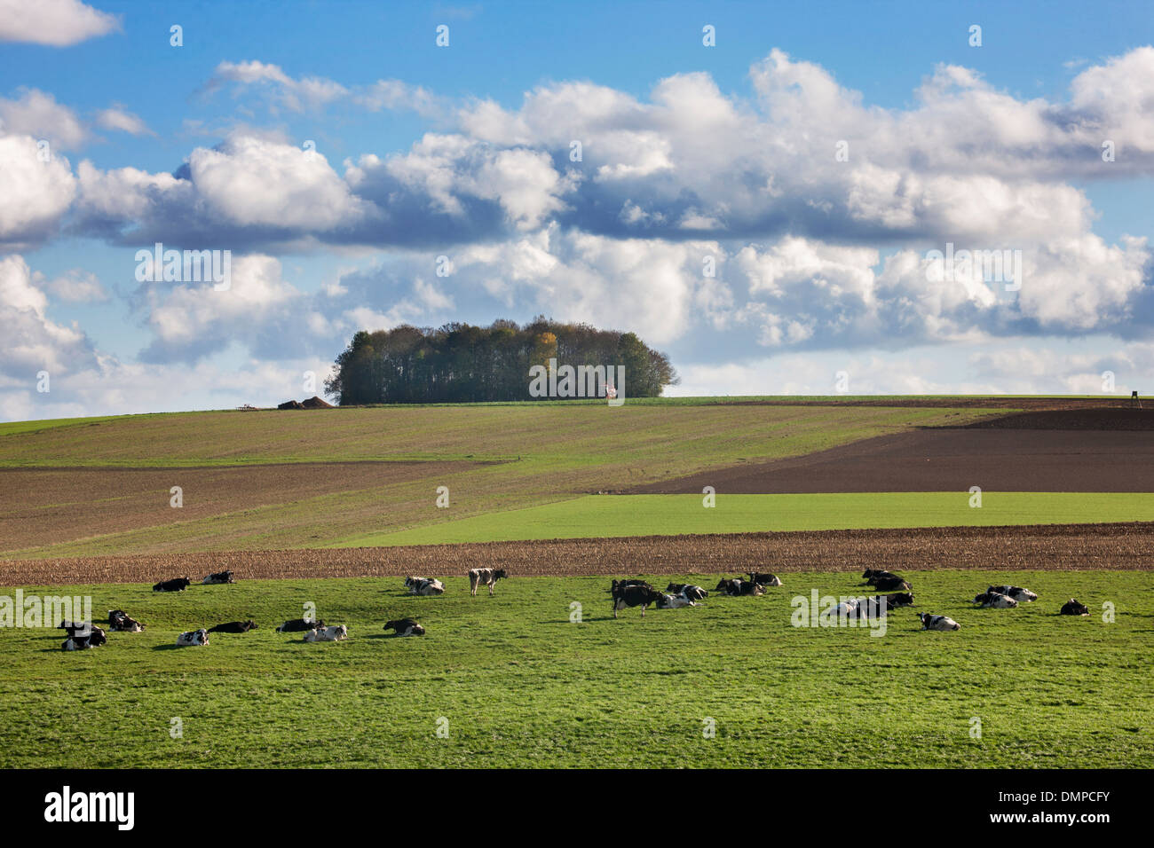 Il paesaggio agricolo che mostra i terreni agricoli e le mucche in campo del Condroz, Ardenne belghe, la Vallonia, Belgio Foto Stock