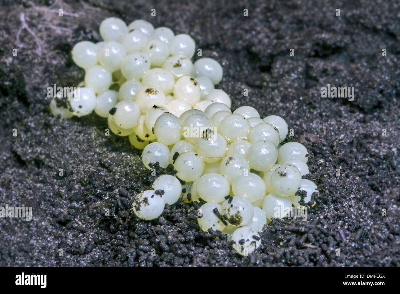 Intrico di bianco uova di lumaca sul suolo, giardino parassiti Foto Stock