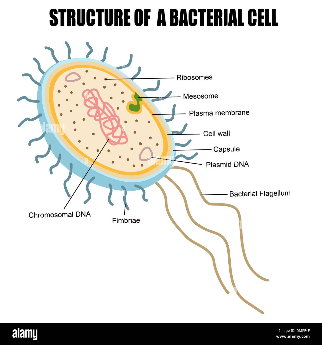 Struttura di una cellula batterica Illustrazione Vettoriale