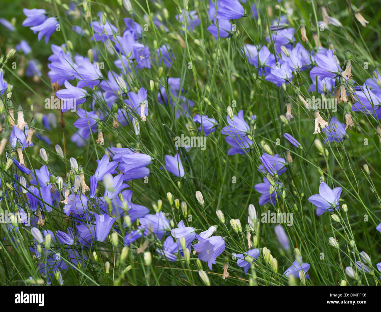 Campanula rotundifolia harebell un distinto e fiore comune in norvegese campi estivi Foto Stock