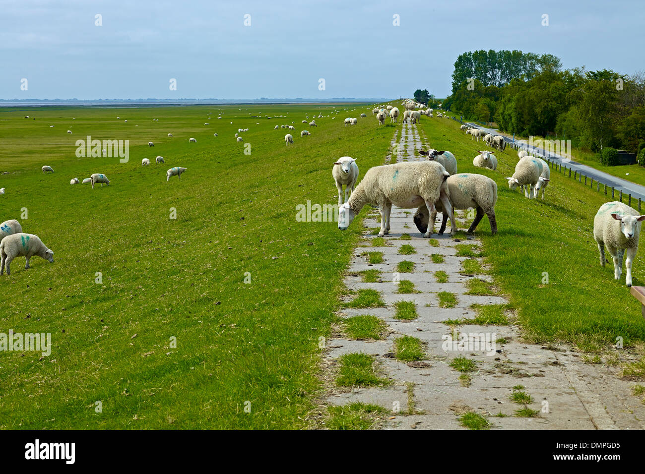Le pecore sulla diga di Nordstrand penisola, distretto di Nord Friesland, Schleswig-Holstein, Germania Foto Stock