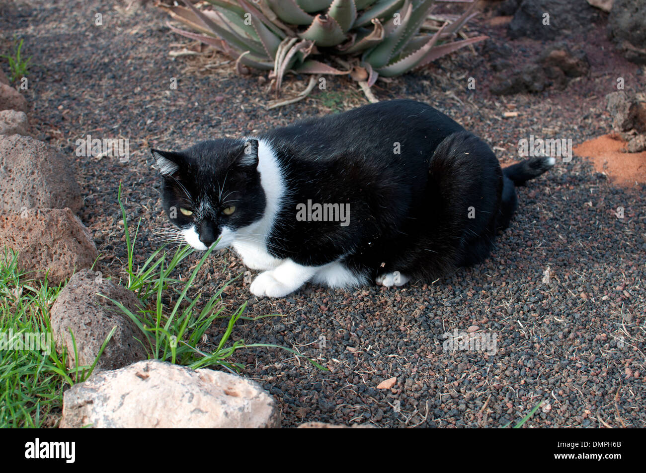 Gatto randagio, Caleta de Fuste, Fuerteventura, Isole Canarie. Foto Stock