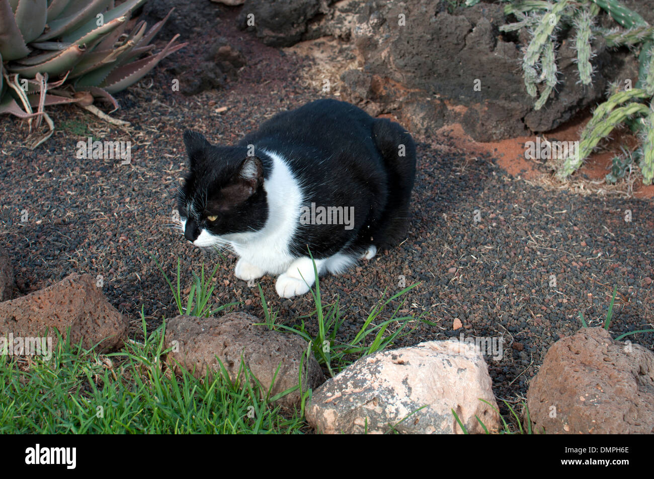 Gatto randagio, Caleta de Fuste, Fuerteventura, Isole Canarie. Foto Stock