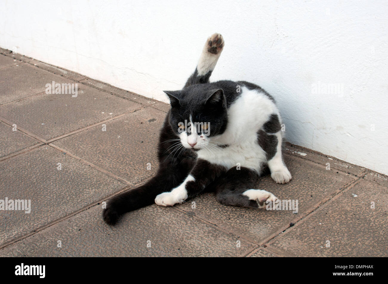 Gatto randagio, Caleta de Fuste, Fuerteventura, Isole Canarie, Spagna. Foto Stock