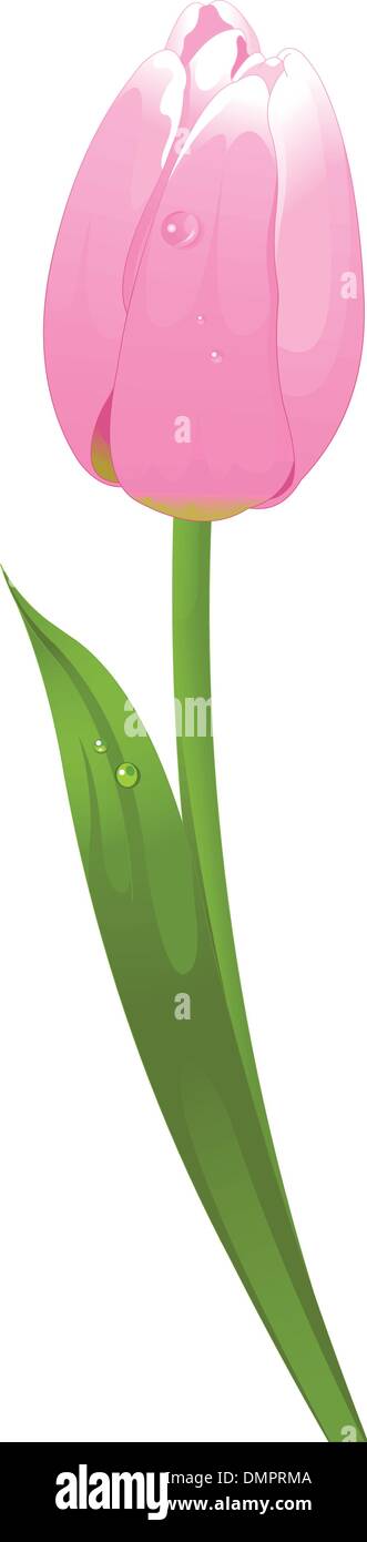 Tulipano Illustrazione Vettoriale