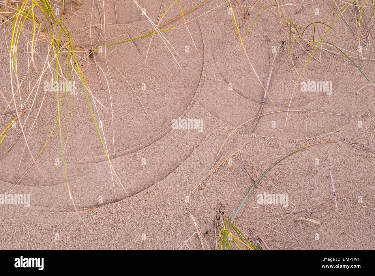 Le linee tracciate sulla sabbia da Marram erba, Ammophila arenaria. Foto Stock