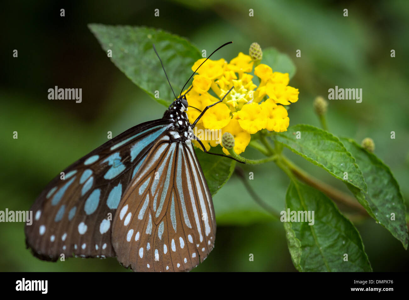 Primo piano di una Liuchiou Blue Spotted Milkweed farfalla su un fiore Foto Stock