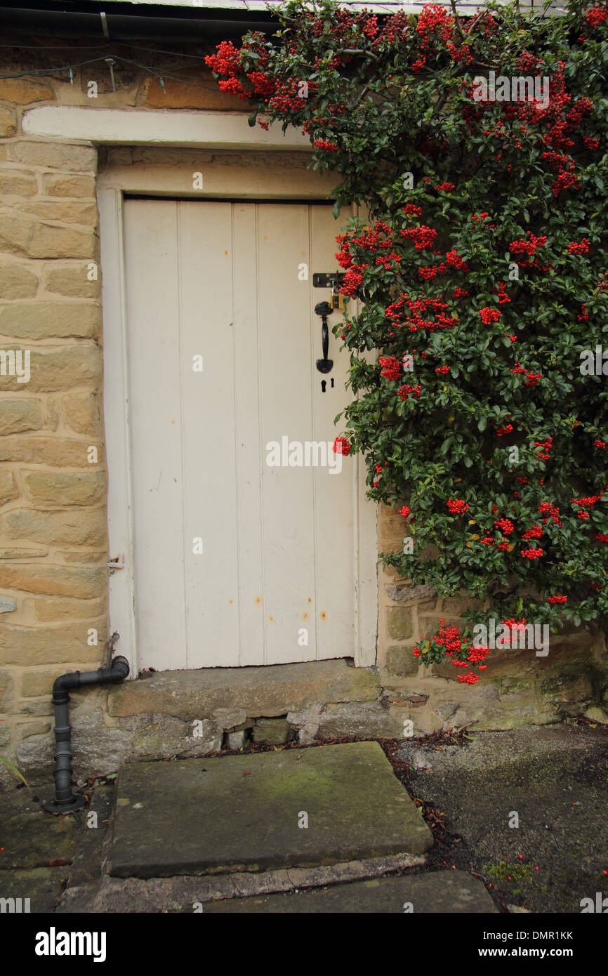 Tradizionale porta di legno fiancheggiato da red pyracantha; spinoso arbusto sempreverde sul paese di lingua inglese cottage, Peak District, Derbyshire Foto Stock