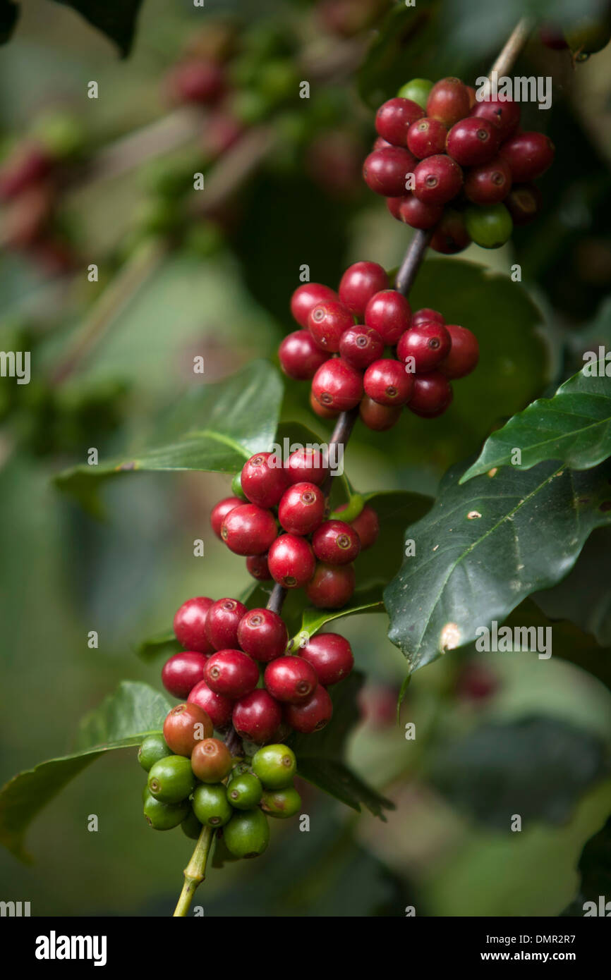 Il caffè cresce in El Triunfo Riserva della Biosfera. Sierra Madre mountains, Chiapas, Messico. Foto Stock