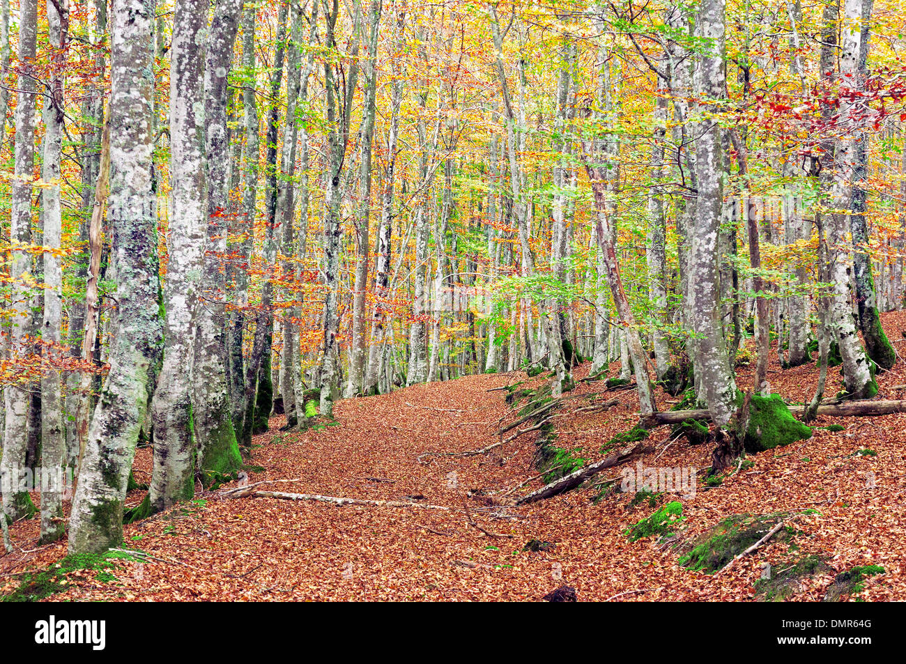 Foresta di faggio con colori vivaci e un sentiero Foto Stock