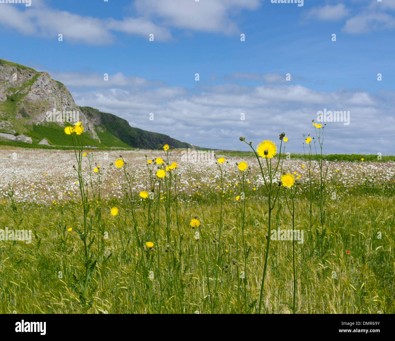 Gigante giallo margherite San Ciro costa del mare del Nord Foto Stock