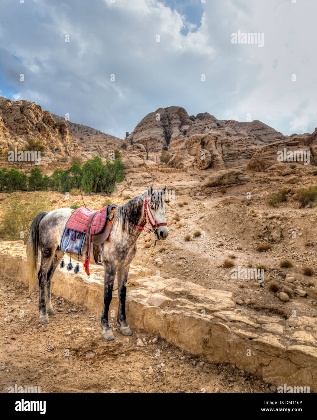 Cavallo in Petra, Giordania Foto Stock