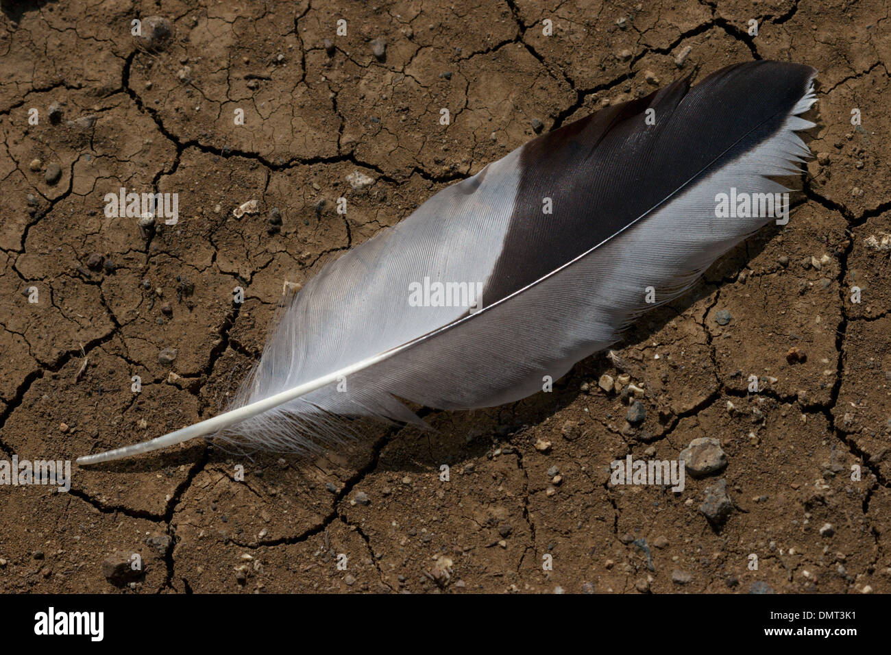 Piuma di uccello bianco nero Foto Stock