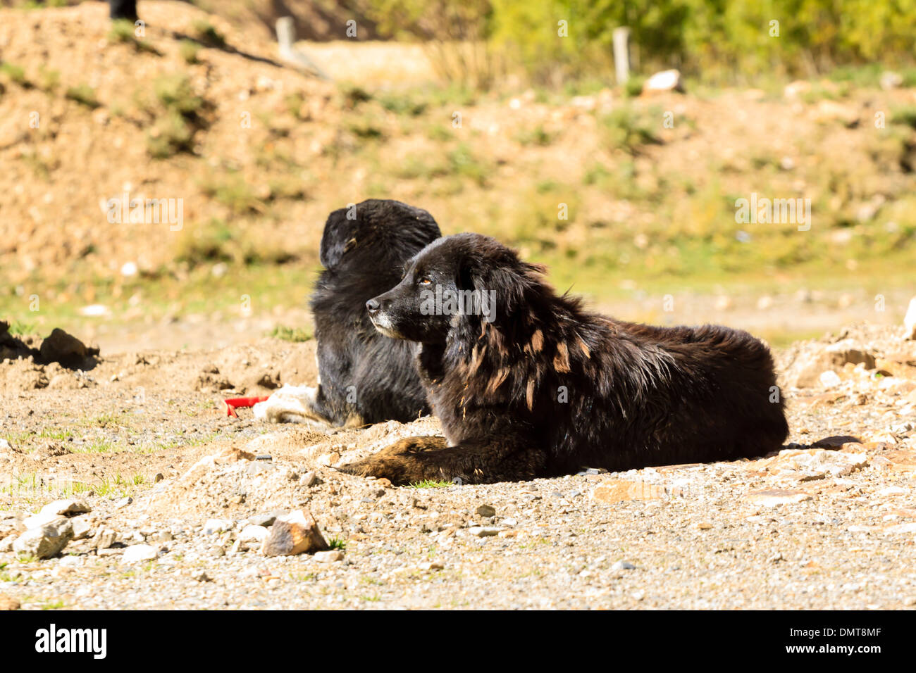 Il Mastino tibetano in Tibet Foto Stock