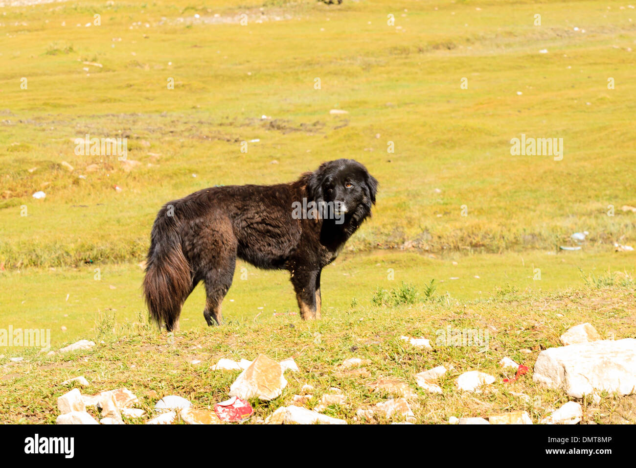 Il Mastino tibetano in Tibet Foto Stock