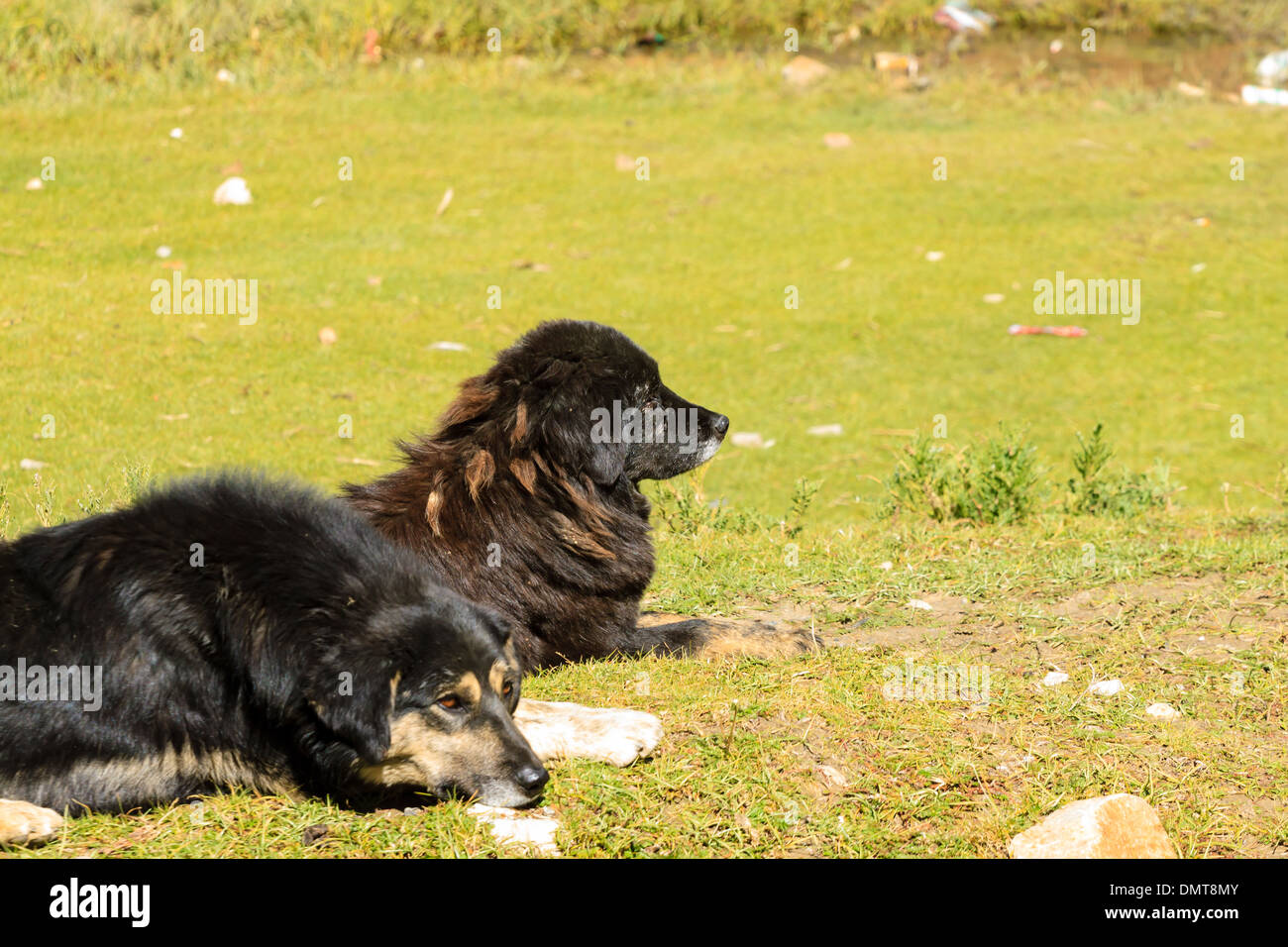 Il Mastino tibetano in Tibet Foto Stock