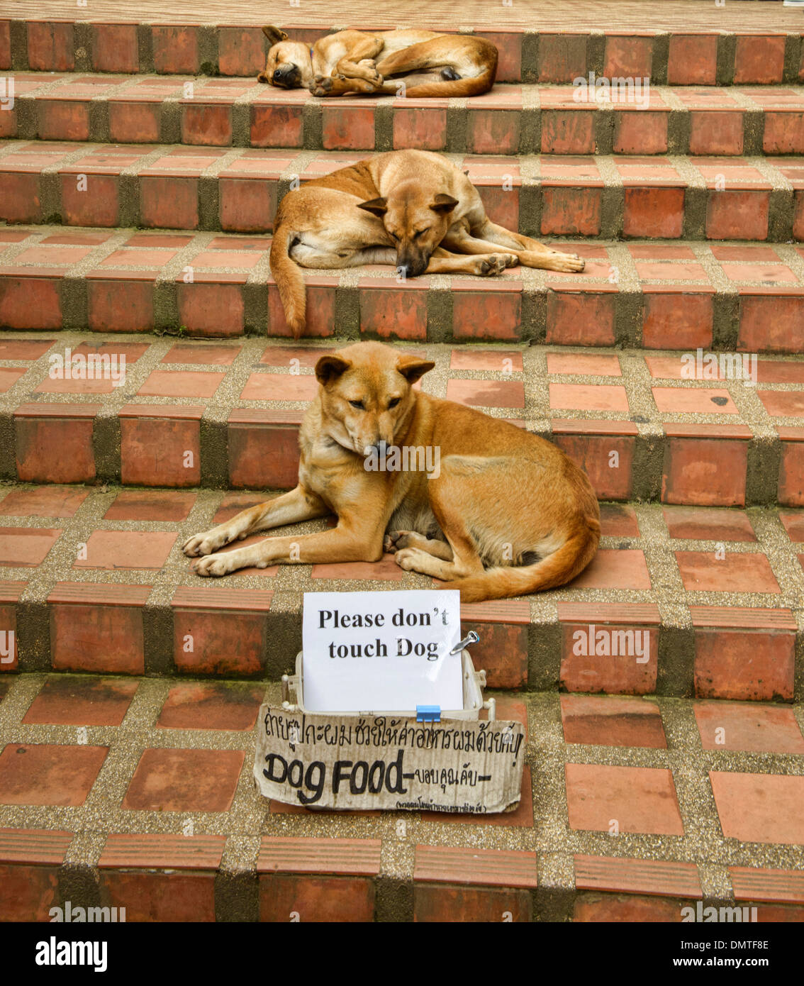 Lasciare i cani a pelo giacciono, rilassante sui passi al tempio Doi Suthep, Chiang Mai, Thailandia Foto Stock