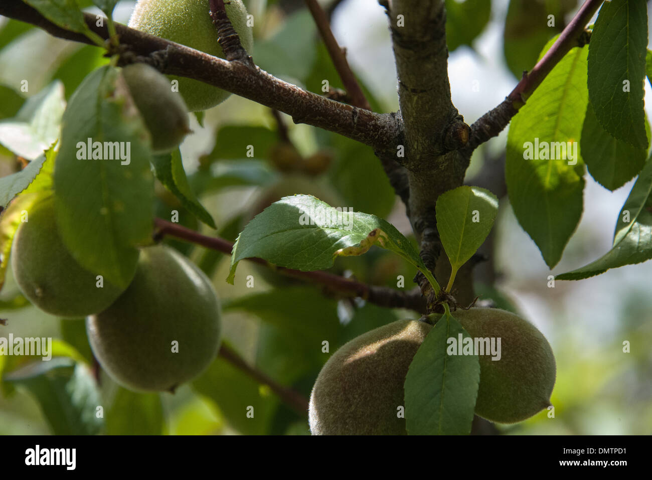 Alberi da frutto in prossimità delle pesche sul ramo in un frutteto Foto Stock