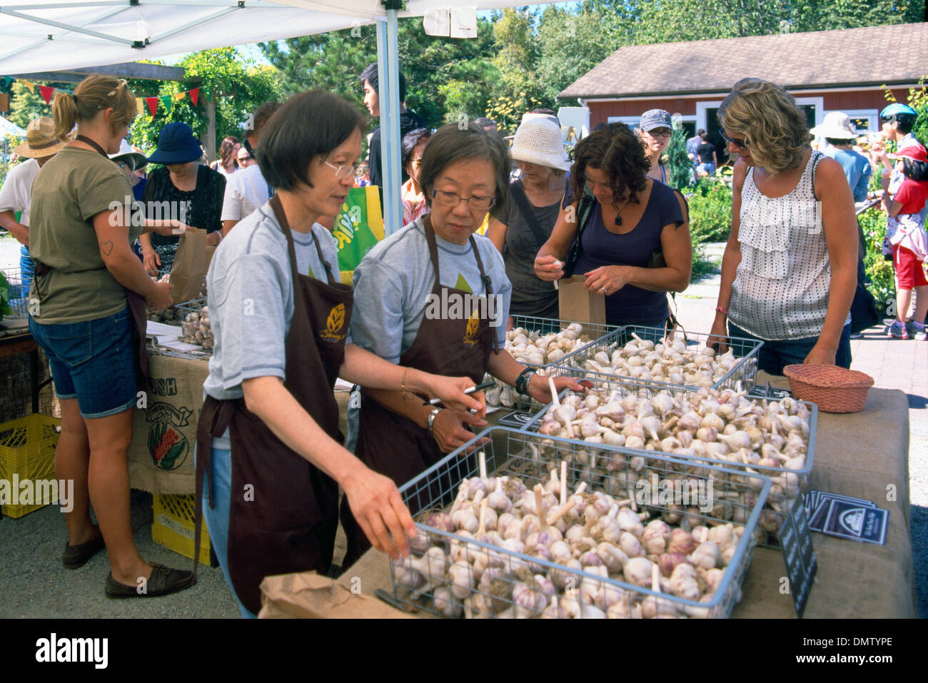 Mercato Agricolo, coltivati localmente aglio fresco lampadine per la vendita al Festival di aglio Foto Stock