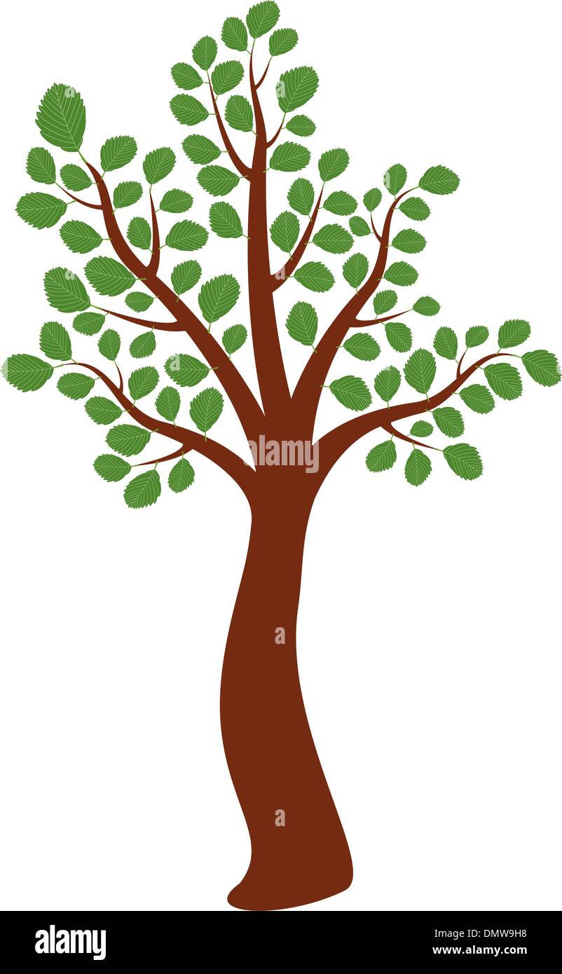 albero di Olmo di vettore Illustrazione Vettoriale