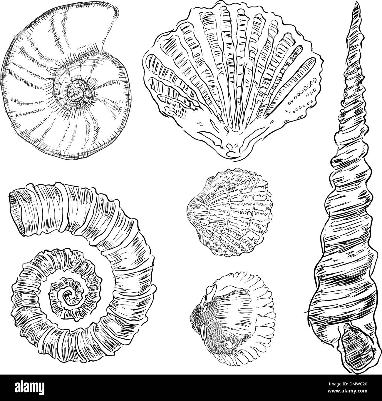 I gusci di fauna marina Illustrazione Vettoriale