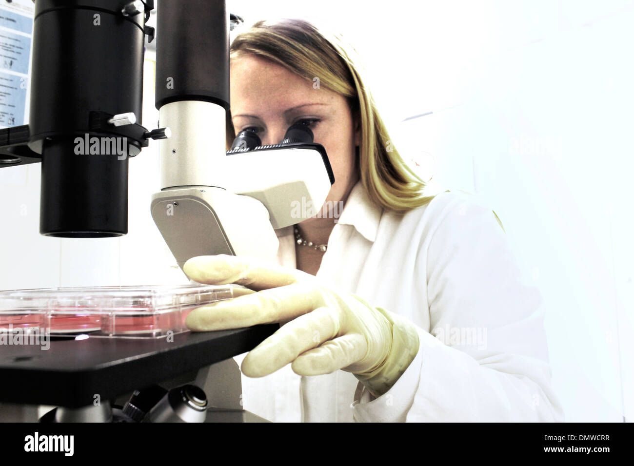 Scienziato in un laboratorio cercando di coltura cellulare test su un microscopio a luce Foto Stock