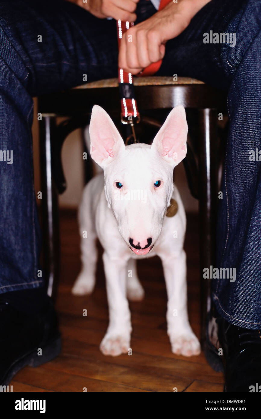 Una staffordshire bull terrier cane con un mantello bianco sotto un tavolo tendendo contro il suo guinzaglio. Foto Stock