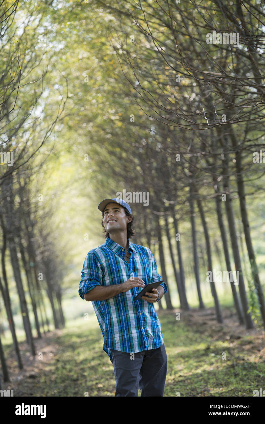 Un uomo in un viale di alberi in possesso di una tavoletta digitale. Foto Stock