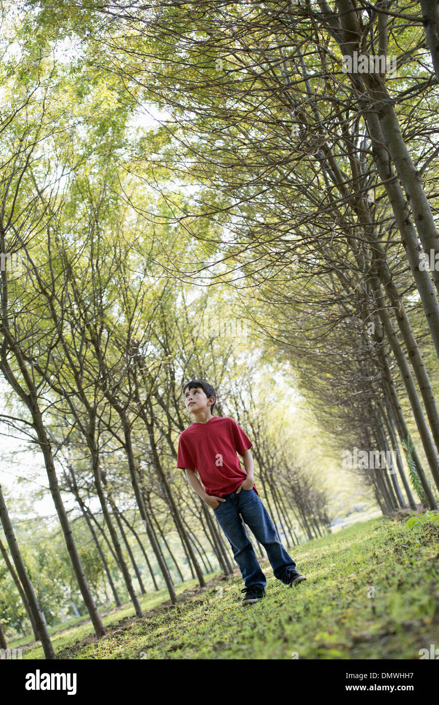 Un giovane ragazzo in boschi guardando intorno curiosamente. Foto Stock