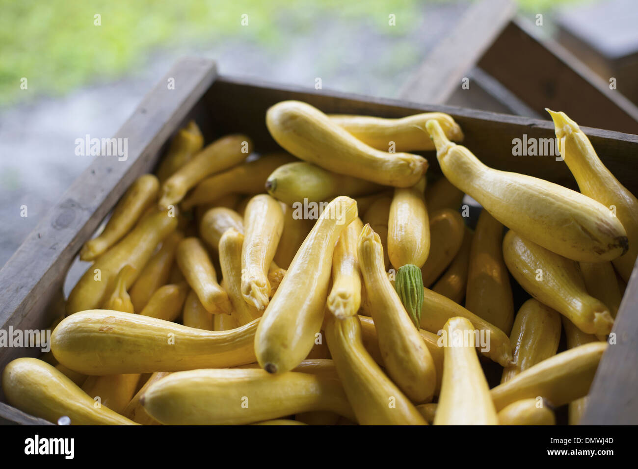 Un agriturismo biologico stand. Scatole di giallo e verde di zucchine. Foto Stock