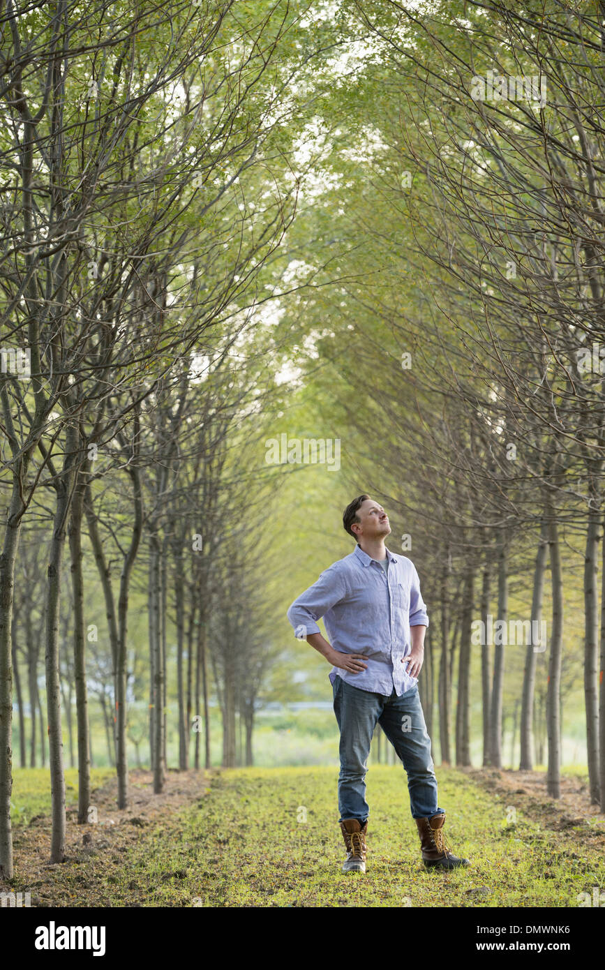 Un uomo in un viale di alberi guardando verso l'alto. Foto Stock