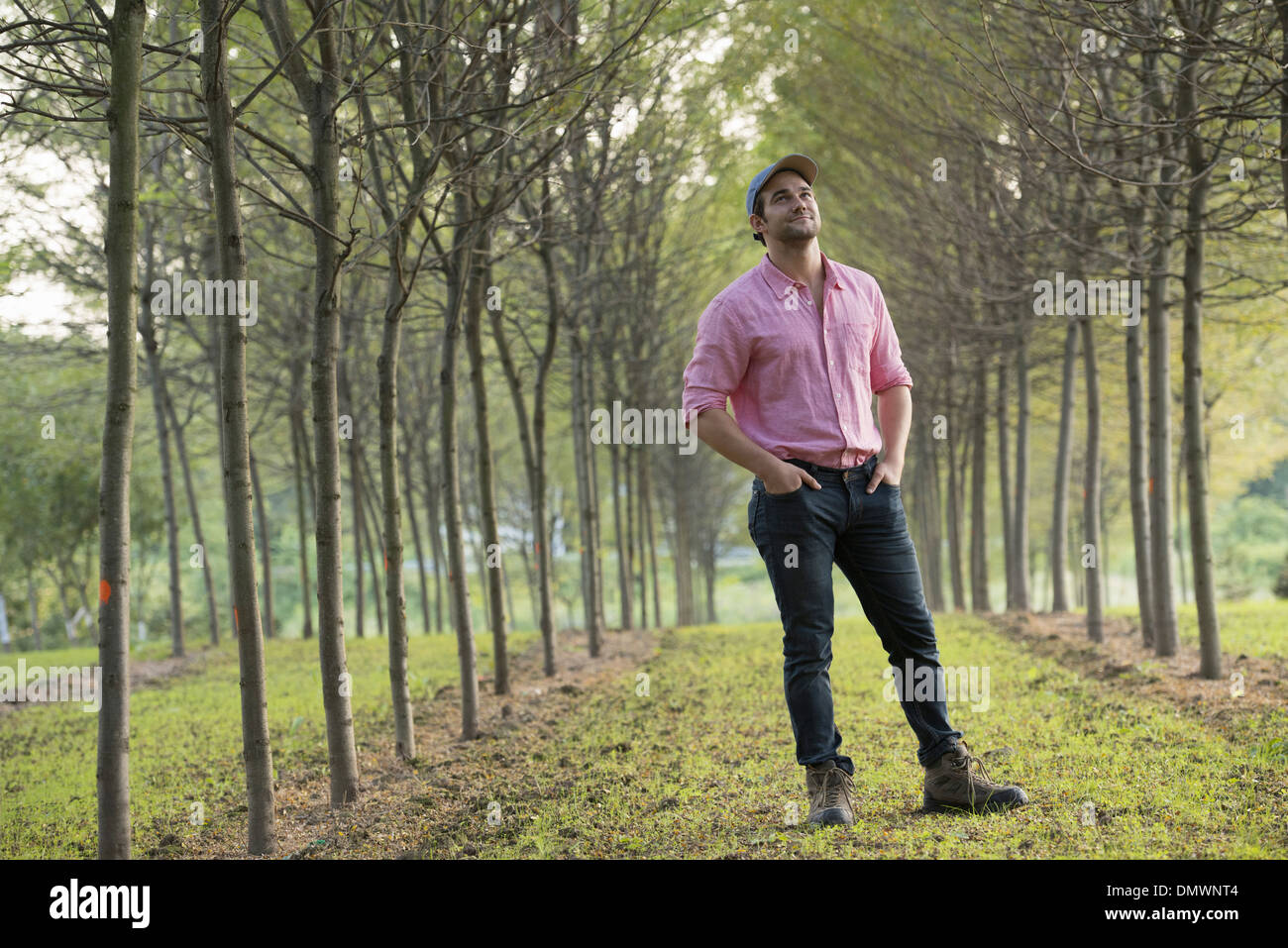 Un uomo in un viale di alberi guardando verso l'alto. Foto Stock