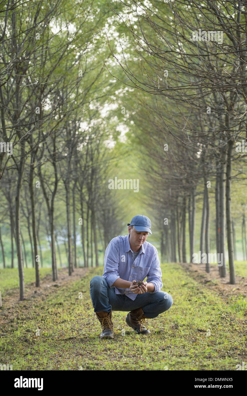 Un uomo accovacciato ed esaminando una manciata di terra. Foto Stock