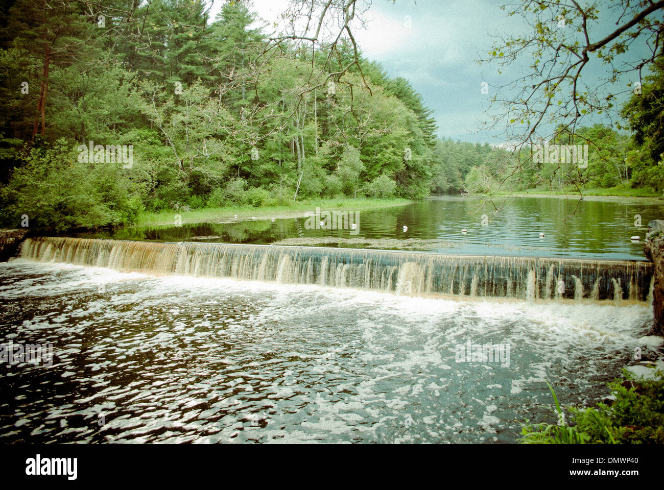 Una piccola cascata nel bosco. Foto Stock