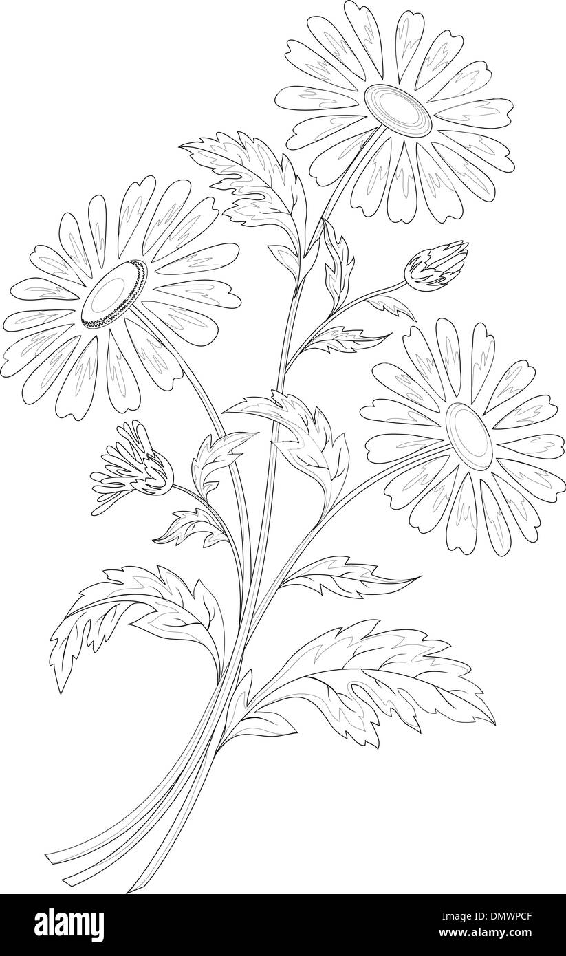 I fiori di camomilla Illustrazione Vettoriale