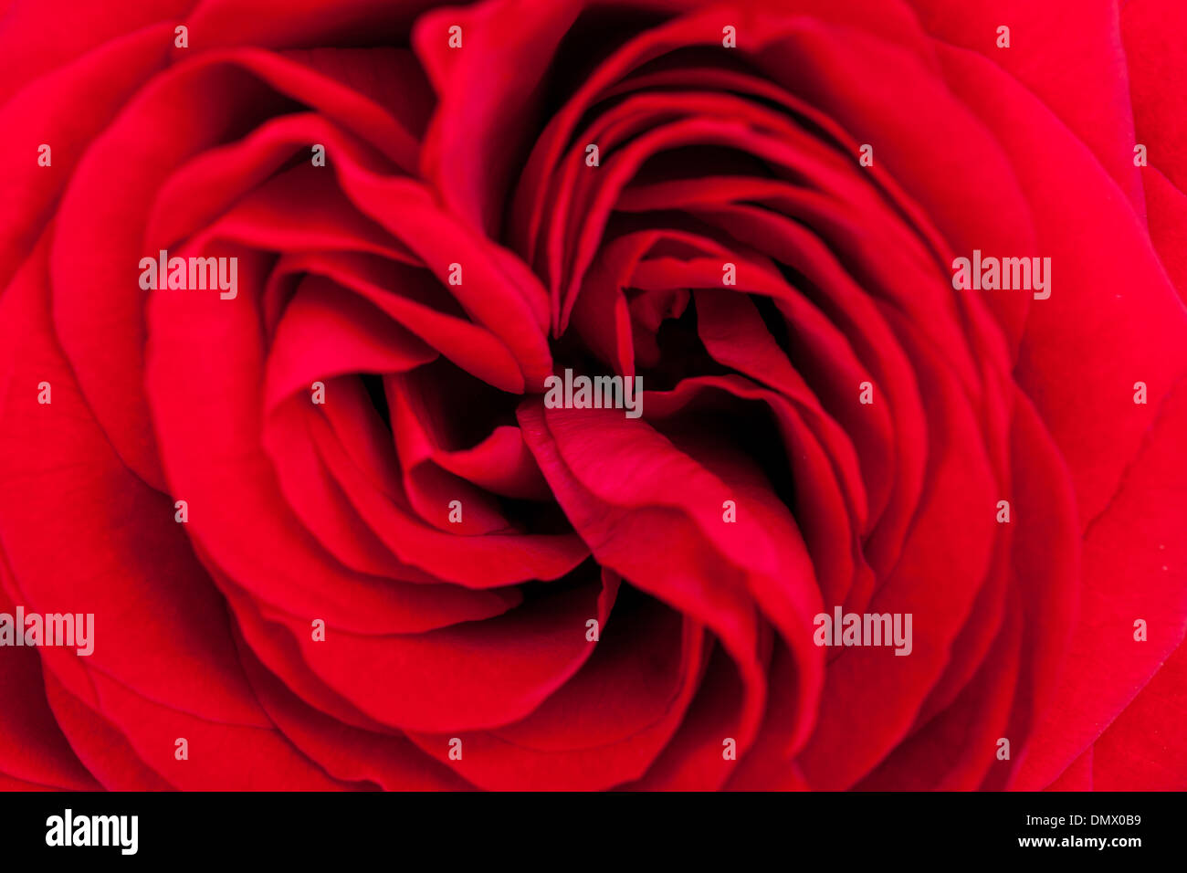 Close up vista aerea di una bella fragrante rosa rossa per amore con whorled petali in un disegno intricato per festeggiare il giorno di San Valentino o un anniversario Foto Stock