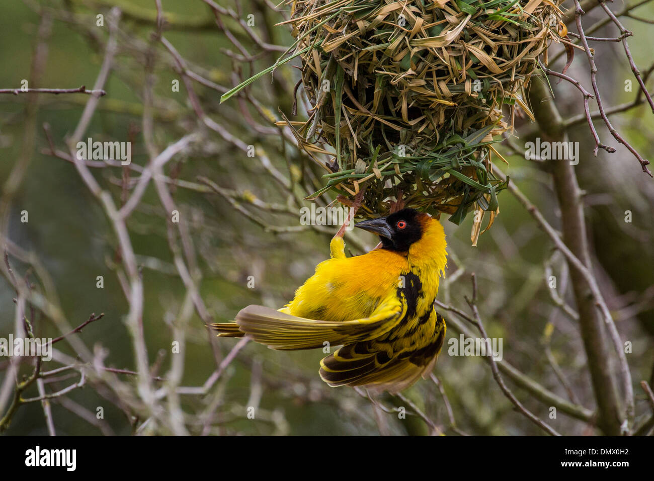 Tessitore a testa nera e nest Foto Stock