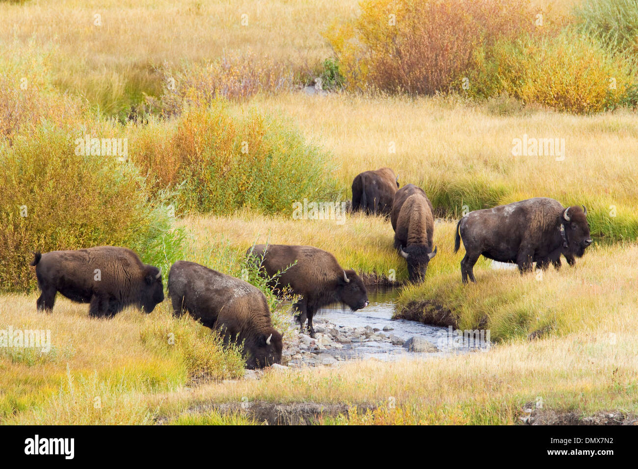 Bison - bere nel fiume Bison bison il Parco Nazionale di Yellowstone Wyoming. Stati Uniti d'America MA002798 Foto Stock