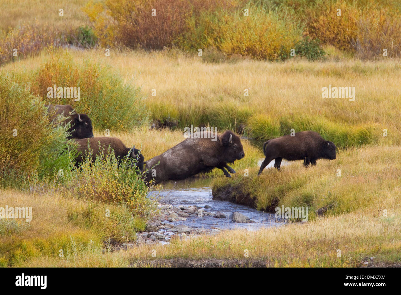 Bison - saltando su fiume Bison bison il Parco Nazionale di Yellowstone Wyoming. Stati Uniti d'America MA002788 Foto Stock