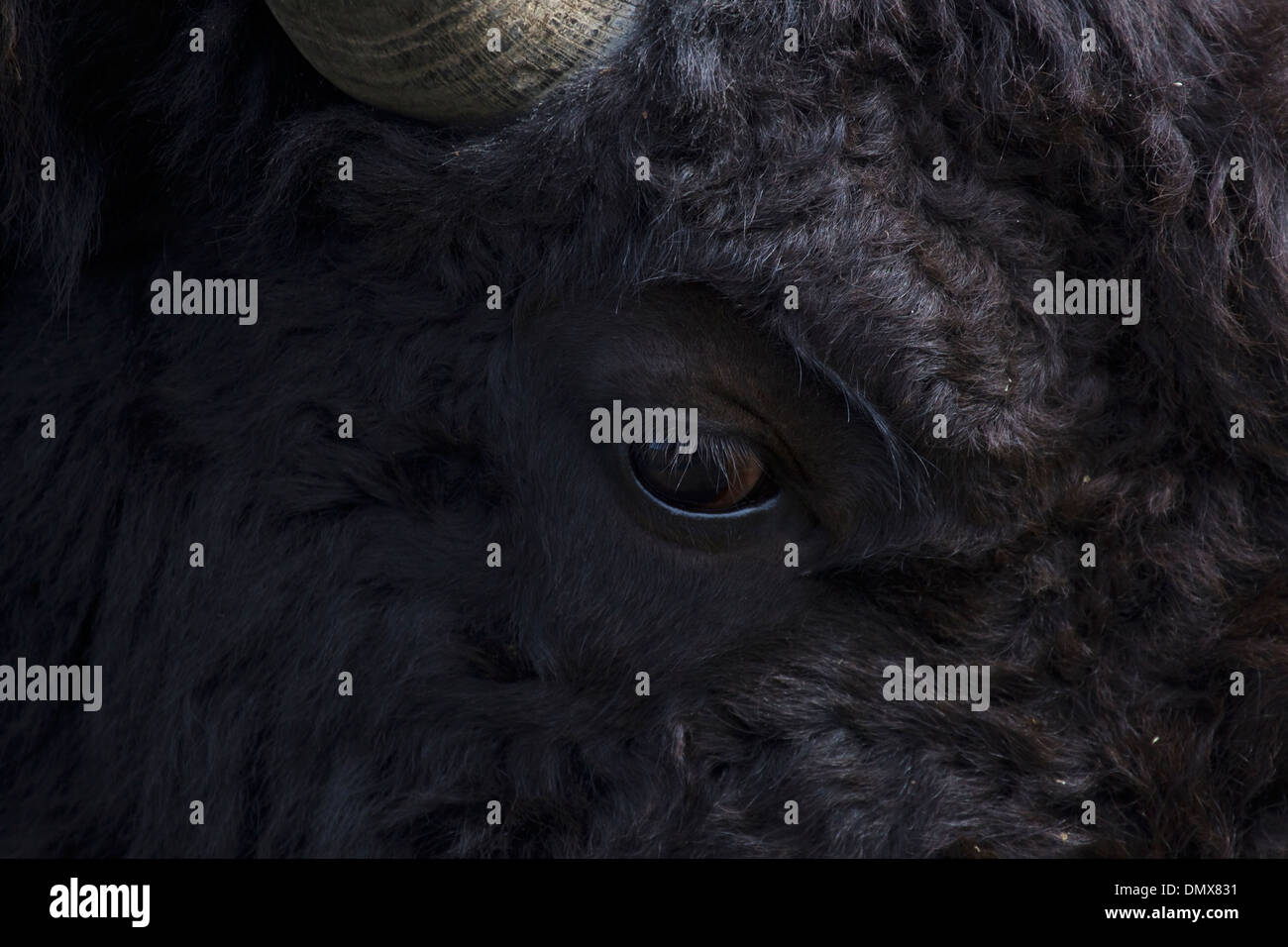 Bison - occhio close up Bison bison il Parco Nazionale di Yellowstone Wyoming. Stati Uniti d'America MA002801 Foto Stock