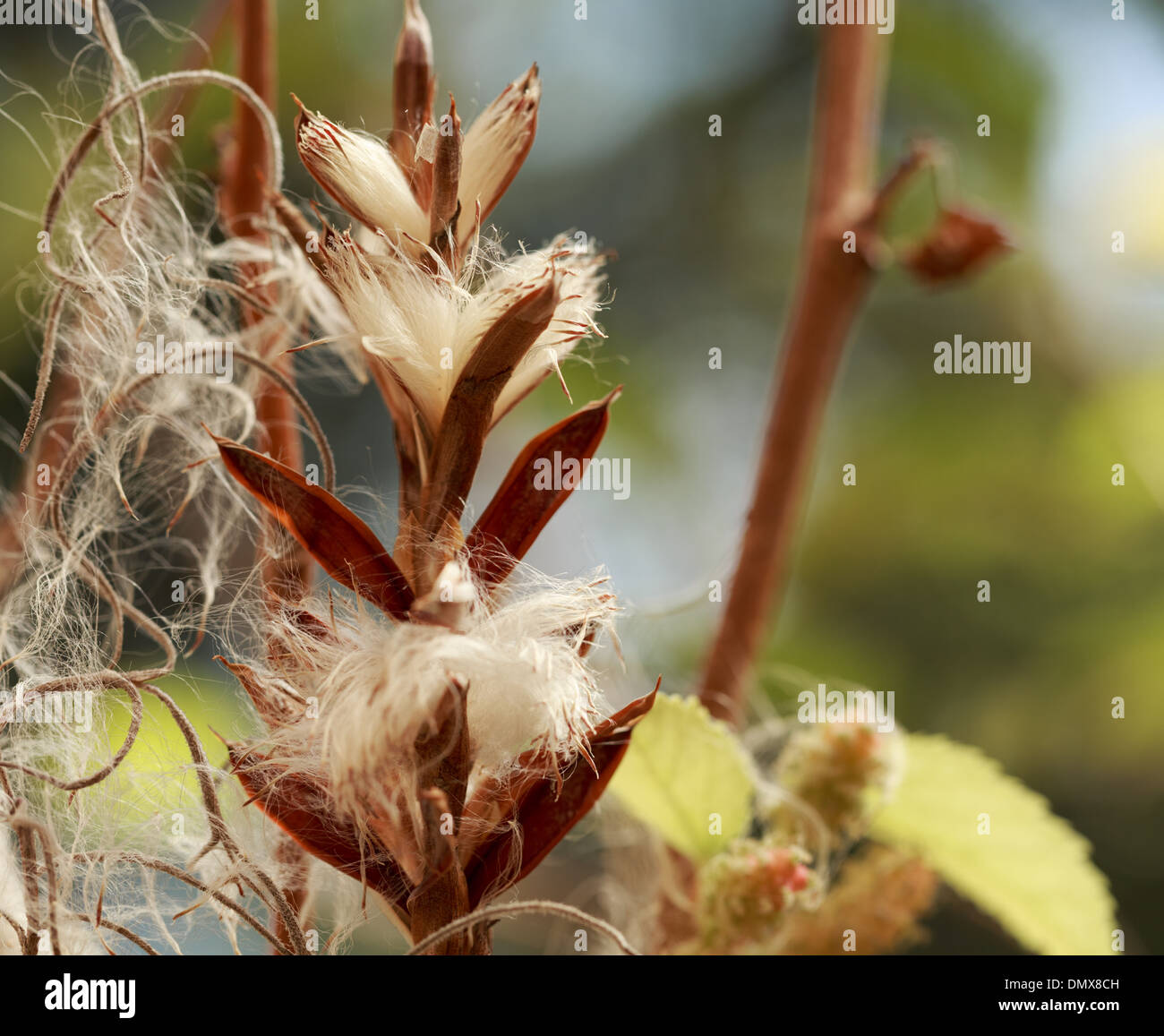 Cottony semi Bromeliad disperdendo dai loro baccelli Foto Stock