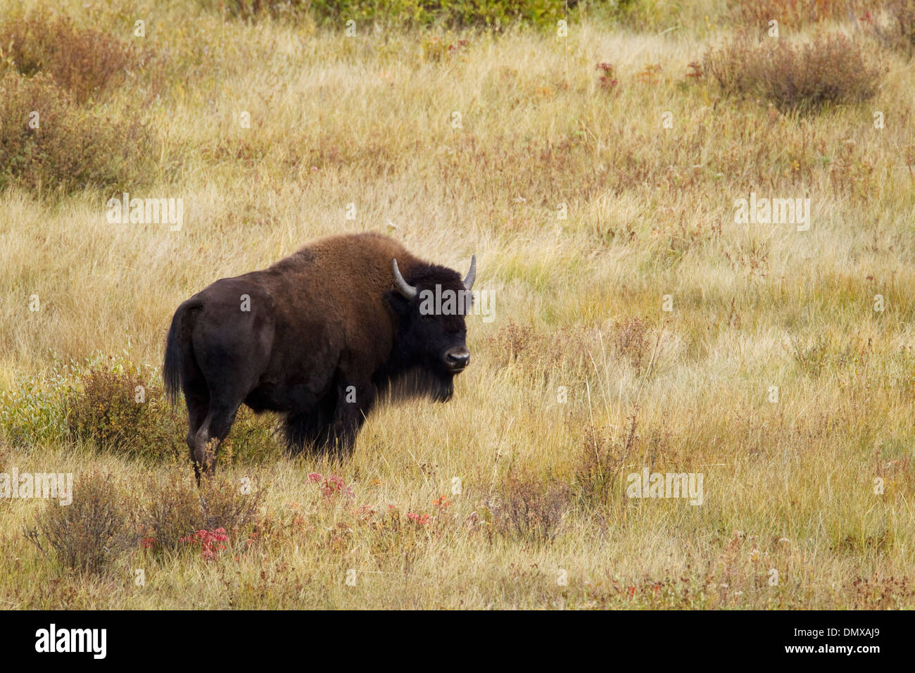 Bison bison bison il Parco Nazionale di Yellowstone Wyoming. Stati Uniti d'America MA002839 Foto Stock